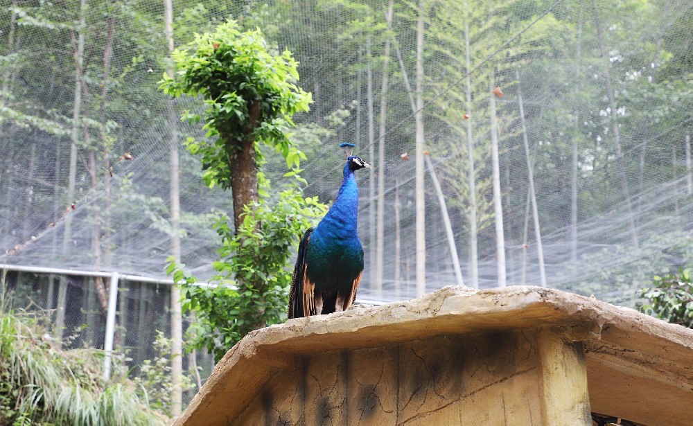 孔雀之王蓝孔雀